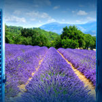 South-France-Lavanda-field